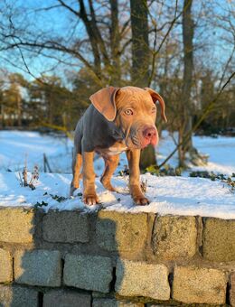 American Bully xxl - Schwanewede