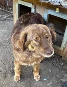 Jessi - Pflegestelle oder Zuhause gesuch - Oberwies