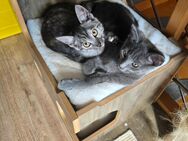 Maincoon Mix Kitten suchen ein Zuhause - Siegburg