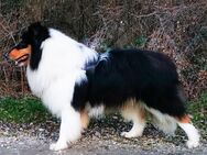 Notfall! Langhaar Collie Rüde 15 Monate in erfahrene Hände abzugeben - Berlin Mitte