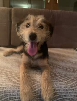 Muss Mimi - Welpe mit offenem Herzen - Hausen (Würzburg)