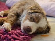 Toy Australian Shepherd Welpen - Wismar