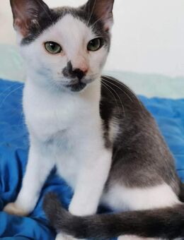 Ruher Kuschelkater Artin sucht Zuhause - Augsburg