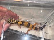 Leopardgecko,s - Hannover Misburg-Anderten