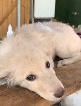 Bezaubernde kleine Belka sucht ihre Fam. - Tornesch