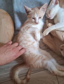 Pumkin von der Straße ins Herz - Rambin