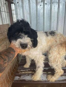 Lieber OTTO sucht liebe Familie - Neuberg