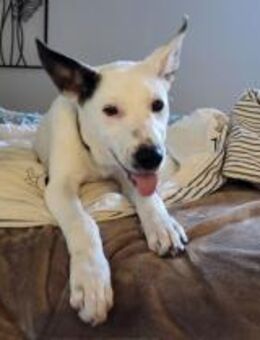 Wer schenkt Trick ein Zuhause? - München