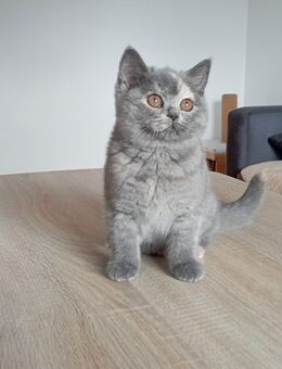 BKH-Kitten in blue und blue-tortie ( Stammbaum)! - Zirndorf
