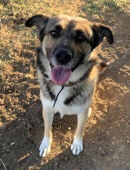 Ado, der Kuschelkönig - Weilmünster