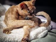 Burma 5 Mon. Katze (Allergikerunfreundlich) - Bovenden
