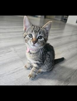 Katzenbaby Europäische Kurzhaar + Bengal Katze Luna 4 Monate jung - Düren