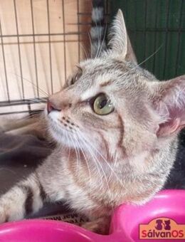 Ava-Hübsche Katzendame sucht Happy Home - Bad Camberg