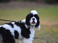 American Cocker Spaniel Mädchen - Karlsruhe