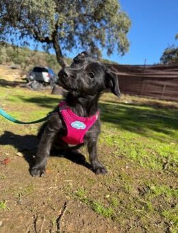 Süße Chihuahua/pudelmixHündin sucht - Hohenstein (Baden-Württemberg)