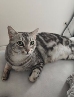 Bengalkatze sucht neues zuhause - Thedinghausen