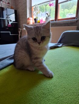 Britisch Kurzhaar mädchen Mimi - Rotterode