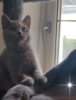 BKH Kitten Farbe Blau ,Abgabereit (1 Mädchen ist noch da ) - Hebertsfelden