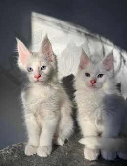 Hübsche weiße Maine Coon kitten suchen dich - Wismar