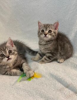 BKH Kitten Katzenbaby - Magdeburg