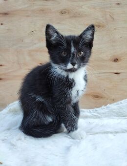 Lieber & sozialisierter Kater sucht ein Zuhause 🐈 - Nossen