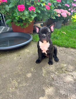 Französische Bulldoggen Welpen - Weimar