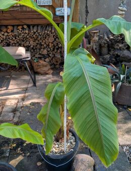 Bananenstauden / Bananenpalmen, Musa Basjoo, 120 - 20cm,, 30 € - Oberhausen
