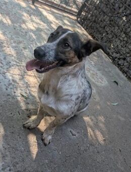 Frohnatur Otis sucht warmes Körbchen - München