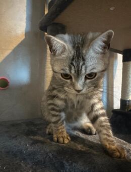 Britisch Kurzhaar - Hattingen