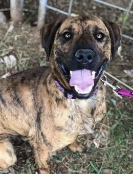 Abenteuer Bruno sucht seine Familie! - Hamburg