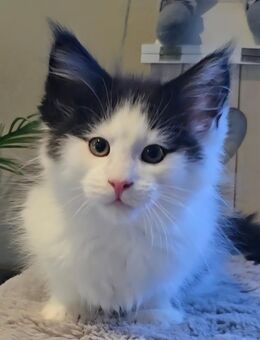 Der letzte Reinrassige Maine Coon im seltenen Felix-Look - Sandstedt