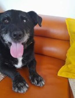 Dieses Gute-Laune-Paket ist Akira - Freudenstadt