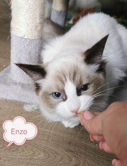 Ragdoll Kitten mit Stammbaum ab sofort - Gochsheim