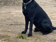 Labrador in liebevolle Hände abzugeben - Mönchengladbach