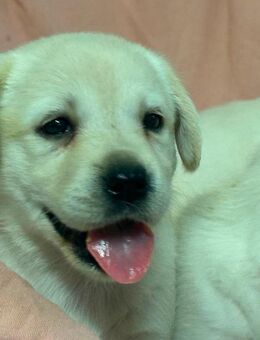 Labrador Welpen - Nauen
