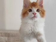 Maine Coon Kitten mit Stammbaum - Dachau