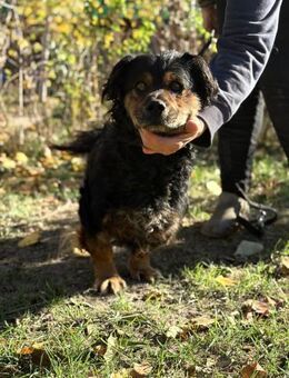 Bongor - herzig und aufgeschlossen - Köln