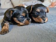 Yorkshire Terrier Welpen ab Juli abzugeben - Brandenburg (Havel)