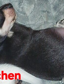 Chihuahua Welpen suchen ihr zu Hause - Barleben