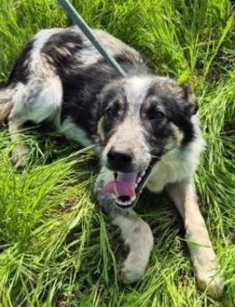 Loki ist startklar für ein neues Leben - Overath