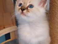 Heilige birma kitten - Marl (Nordrhein-Westfalen)