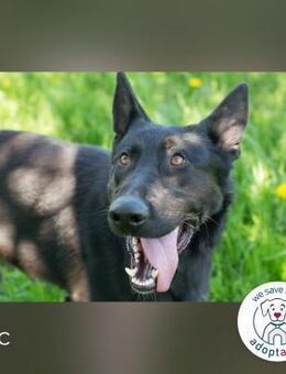 Eric: Der freundliche Rüde - Kirchzell