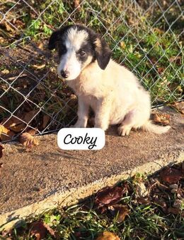 Cooky - Welpe sucht ein Zuhause - Hausen (Würzburg)