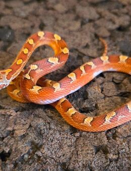 Toffee Blood Pied - Schwelm