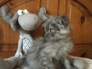 Maine Coon Kitten - Hambühren