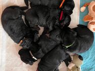 Zuckersüße Labrador Welpen - Erkelenz