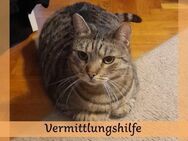 Zuhause für CIRCO gesucht ❤️ - Saarbrücken