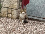Gina aus dem Tierschutz - Grevenbroich