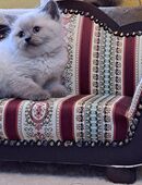 BKH Britisch Kurzhaar Kitten blue point in 15374