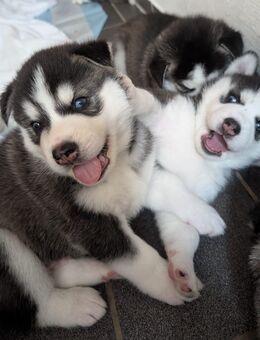 2 Reinrassige Husky-Welpen (Weiblich) suchen noch ein Zuhause. - Rust